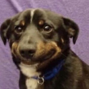 Meet your Posher, Bella